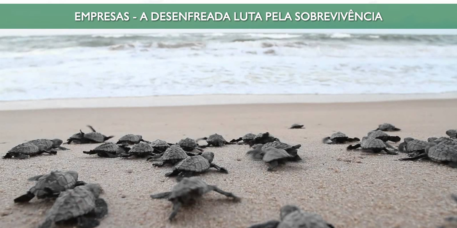 PEQUENAS E MÉDIAS EMPRESAS PRECISAM DE MUITO MAIS QUE UM CONTADOR DESPACHANTE